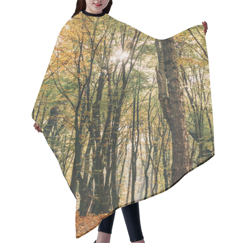 Personality  Sunshine Through Branches Of Tall Trees In Autumn Forest  Hair Cutting Cape