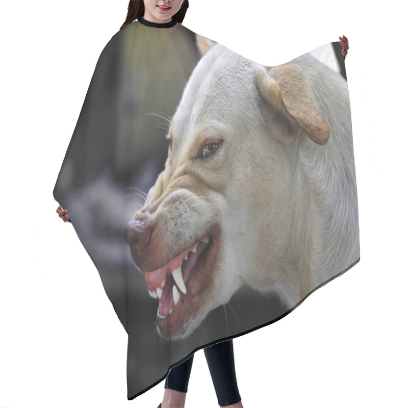 Personality  The Face Of A Fierce Dog Can Be Seen Chewing And The Tongue. Hair Cutting Cape