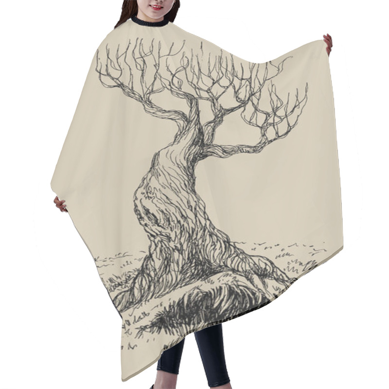 Personality  Hand Drawn Vector Illustration Of Old Mystical Tree. Isolated Illustration Engraved Style. Retro Style. Hair Cutting Cape