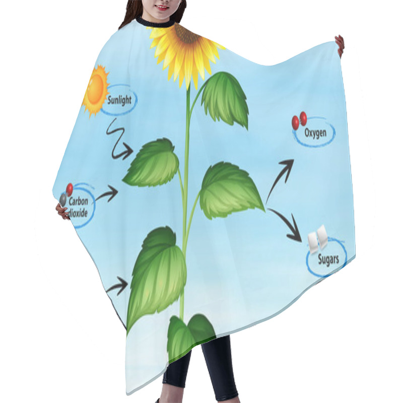 Personality  Diagram Showing Sunflower And Photo Synthesis Hair Cutting Cape