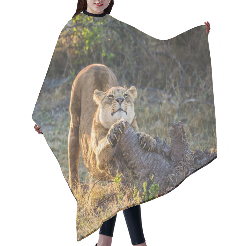 Personality  Female Lion Sharpening Claws Hair Cutting Cape