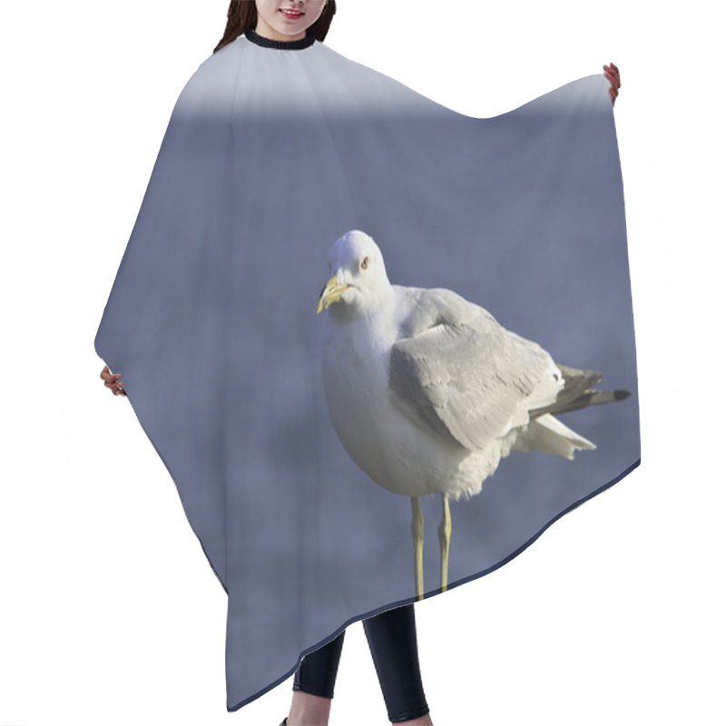 Personality  Seagull Hair Cutting Cape