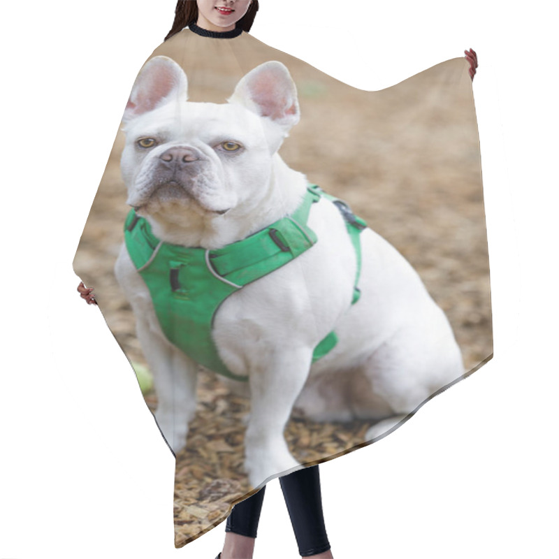 Personality  French Bulldog And Boston Terrier 75/25 Mix Male. Off-leash Dog Park In Northern California. Hair Cutting Cape