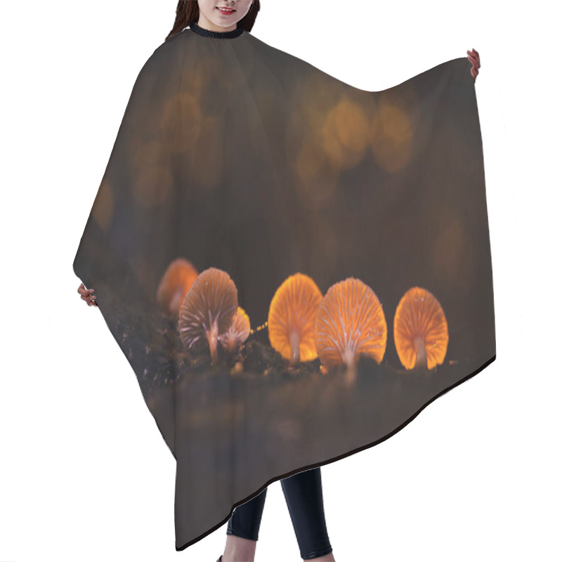 Personality  Glowing Mushrooms With Backlight. Dark Nature Background. Hair Cutting Cape