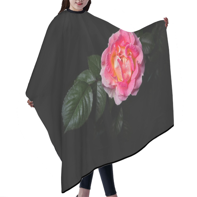 Personality  Pink Rose With Green Leaves On The Background. Black Background. Studio Light Hair Cutting Cape