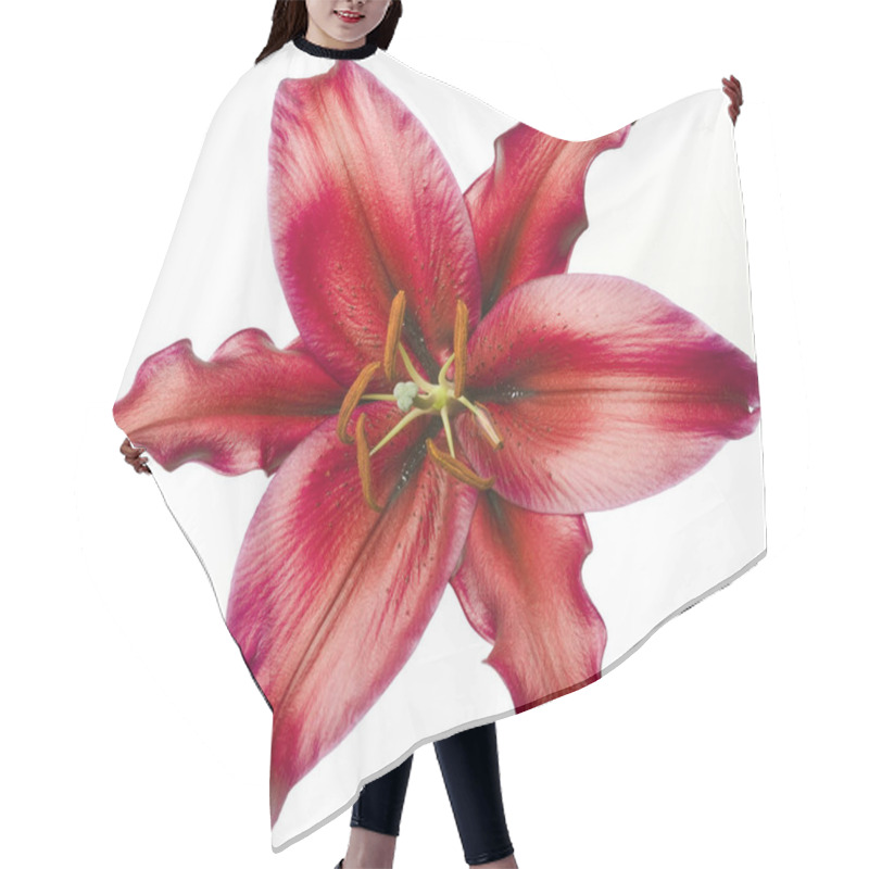 Personality  Exotic Red Luxury Tropical Lily Flower Head Isolated On White Background. Studio Shot. Hair Cutting Cape