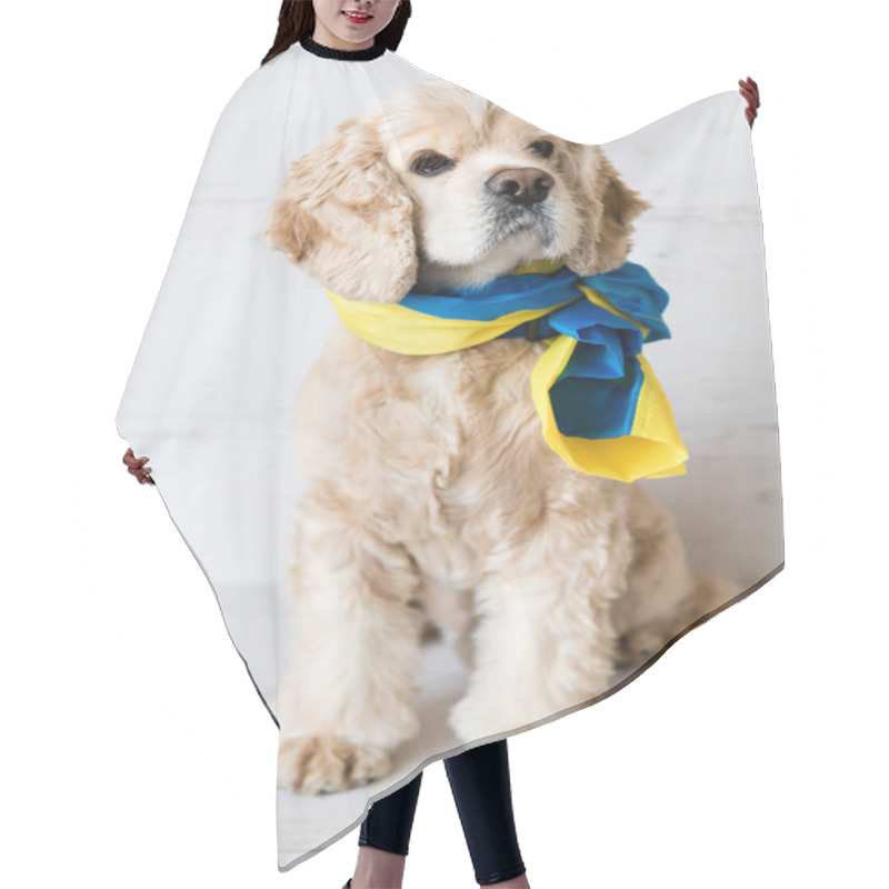 Personality  Cute American Cocker Spaniel Sits On A White Wooden Background With A Ukrainian Flag Tied Around His Neck. Hair Cutting Cape