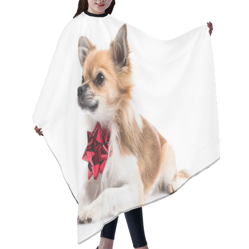 Personality  Cute Chihuahua With A Bow Hair Cutting Cape