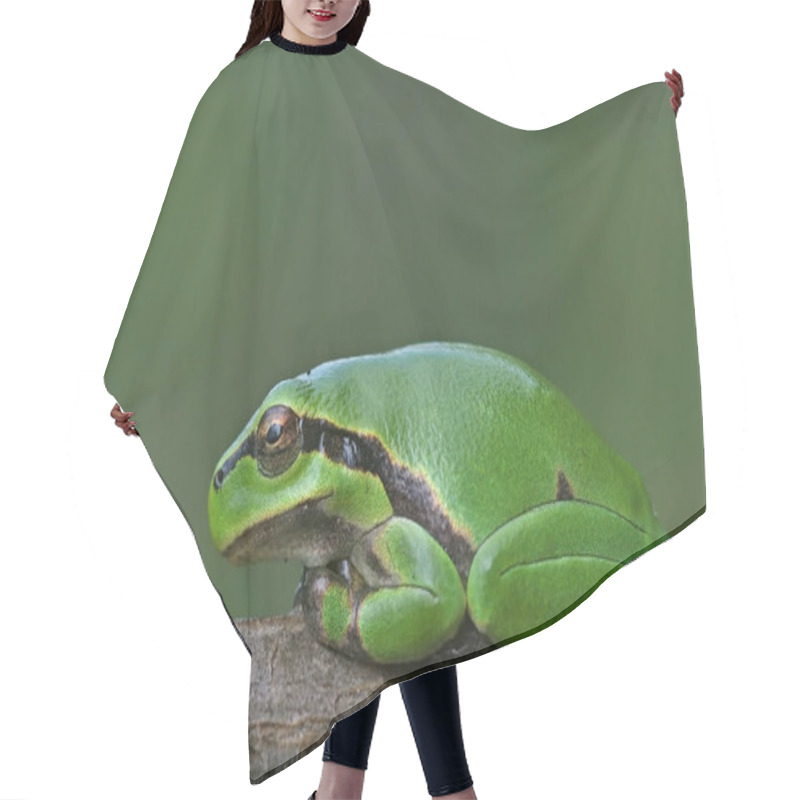 Personality  Tropical Frog, Amphibian Animal Hair Cutting Cape