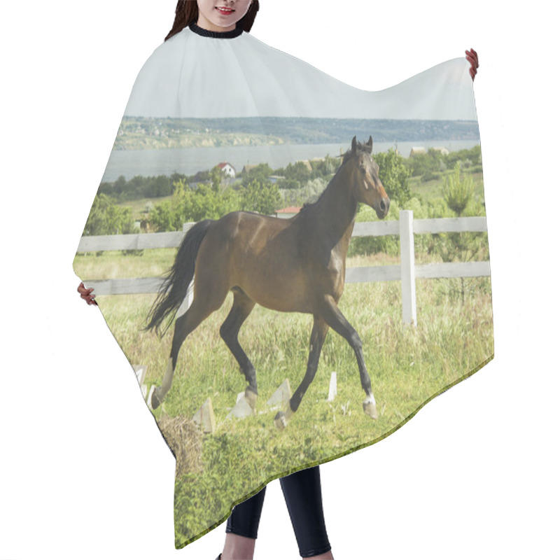 Personality  Brown Horse Running On The Green Grass In The Field Hair Cutting Cape