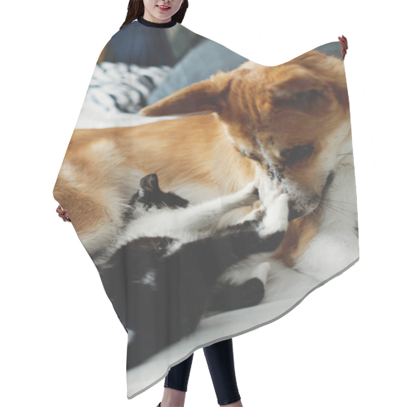 Personality  Golden Dog Playing With Cute Kitty On Bed With Pillows. Cozy Home, Adoption Concept Hair Cutting Cape