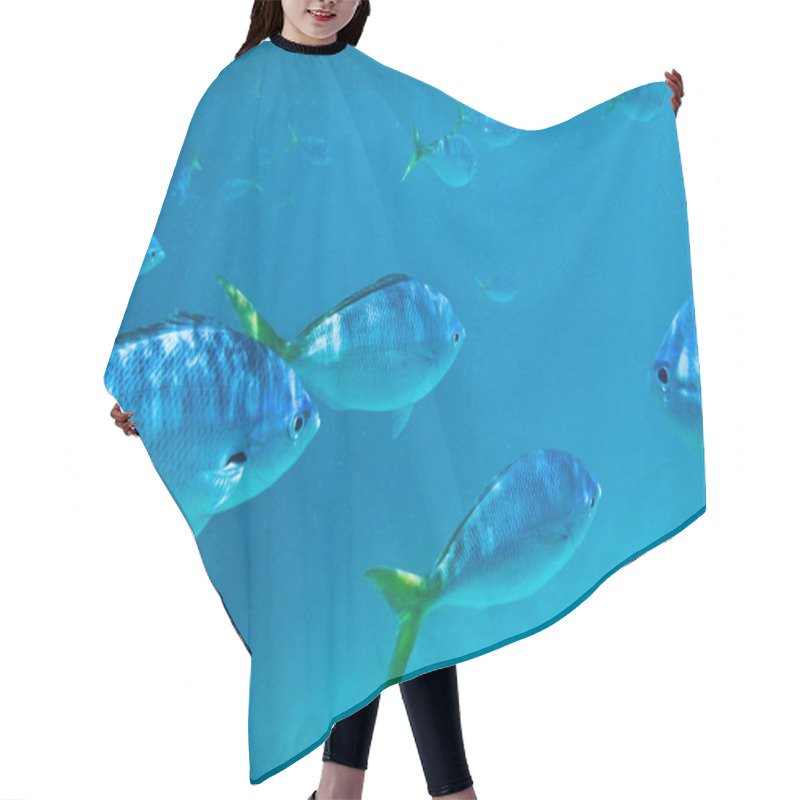 Personality  Fish Swimming Around In The Ocean Hair Cutting Cape