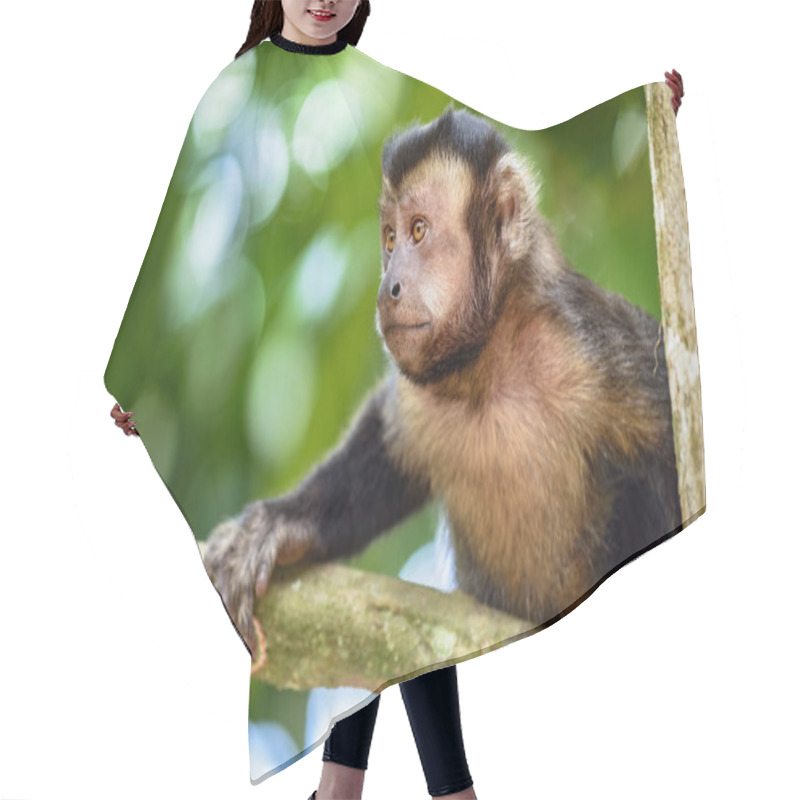 Personality  Black Capuchin Monkey On The Trees Of The Brazilian Rain Forest Hair Cutting Cape