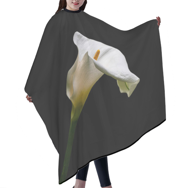 Personality  White Calla Lilly Flower Isolated On Black Background. Copy Space. Hair Cutting Cape