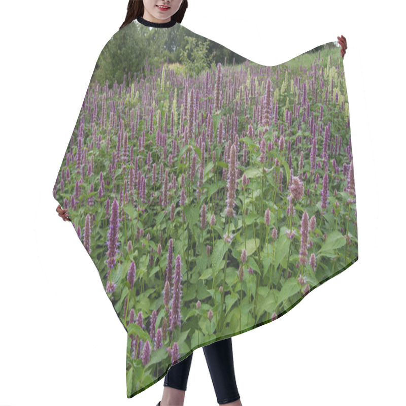 Personality  Anise-nettle Agastache Foeniculum Medicinal Plant In Bloom Hair Cutting Cape