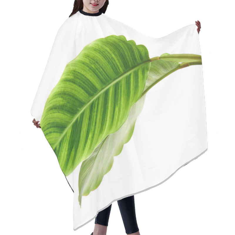 Personality  Calathea Zebrina Foliage Or Zebra Plant, Exotic Tropical Leaf, Isolated On White Background With Clipping Path                                Hair Cutting Cape