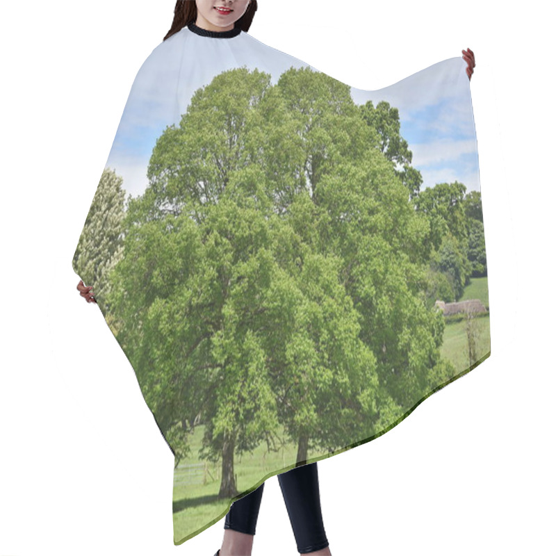 Personality  Variety Of Green Deciduous Trees In Meadow In Summertine Hair Cutting Cape