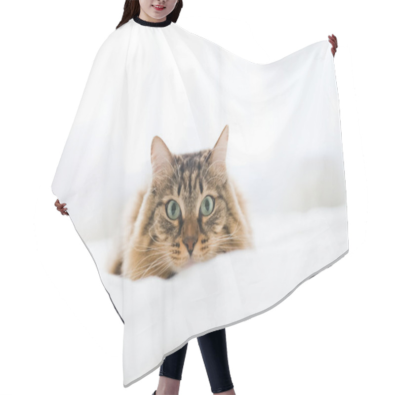 Personality  Grey Cat On Bed Hair Cutting Cape