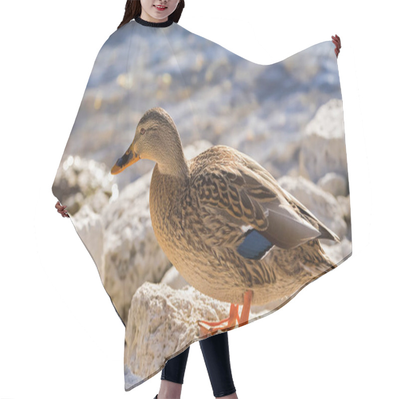 Personality  Female Mallard, Mottled Wild Duck, With Brown Speckled Plumage Hair Cutting Cape