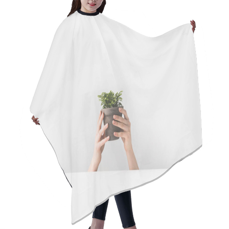 Personality  Close-up Partial View Of Person Holding Tiny Potted Houseplant In Hands On White   Hair Cutting Cape