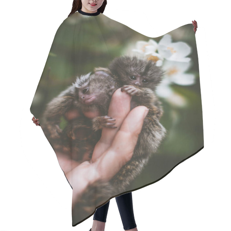 Personality  The Common Marmoset Babies In Summer Garden On Human Hand Hair Cutting Cape