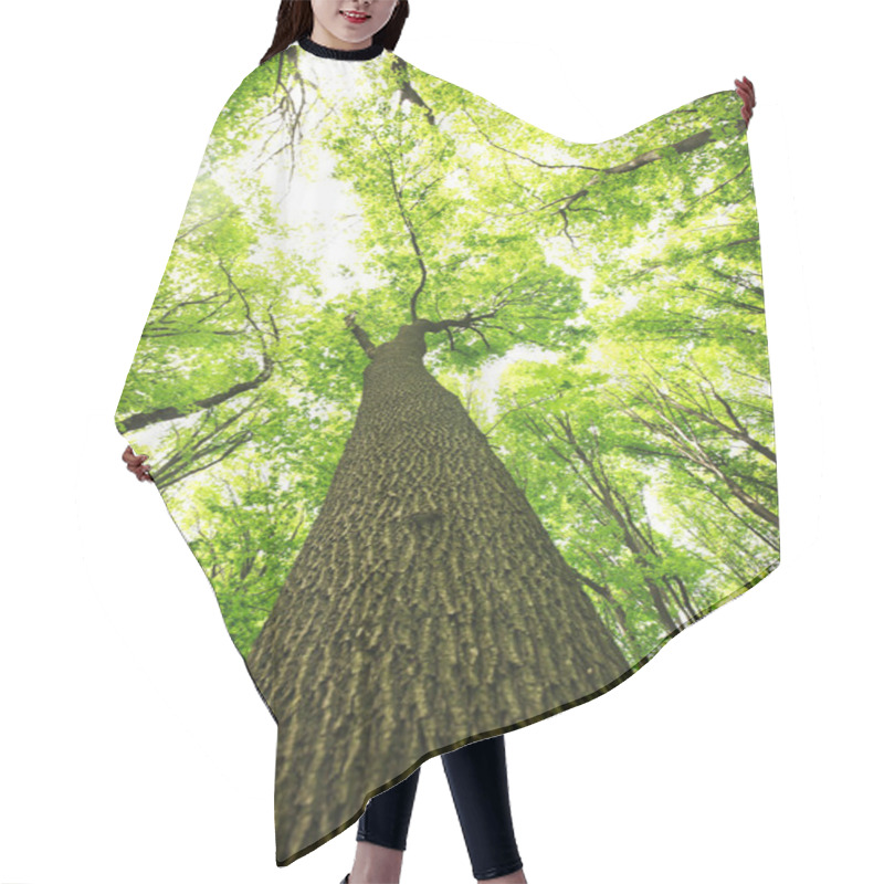 Personality  Trees In The Green Forest Hair Cutting Cape