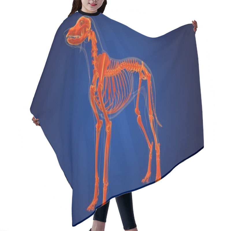 Personality  Dog Skeleton Anatomy For Medical Concept 3D Illustration Hair Cutting Cape