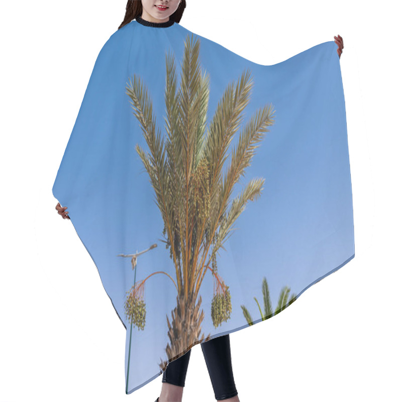 Personality  Close-up Of A Palm Tree With Fan-shaped Leaves And Ripe Date Clusters Hanging From Long Orange Stems, Against A Clear Blue Sky. Hair Cutting Cape