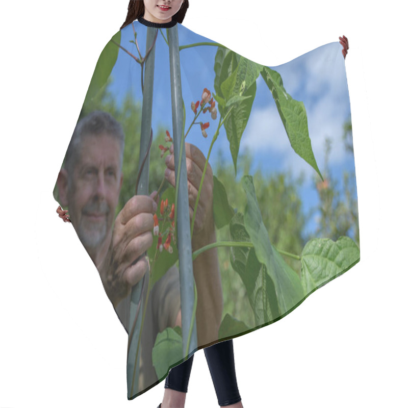 Personality  Runner Bean Plants Growing Up Canes In A Vegetable Garden. Gardener Ties Up The Trailing New Shoots, Growth, Protecting The Vines And Red Flower Crops.  Hair Cutting Cape