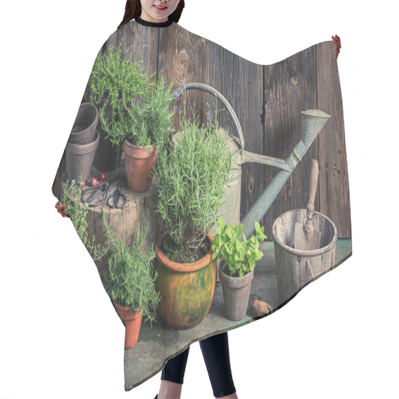 Personality  Homegrown And Aromatic Herbs In Summer Garden. Rustic Garden In Summer Afternoon Hair Cutting Cape