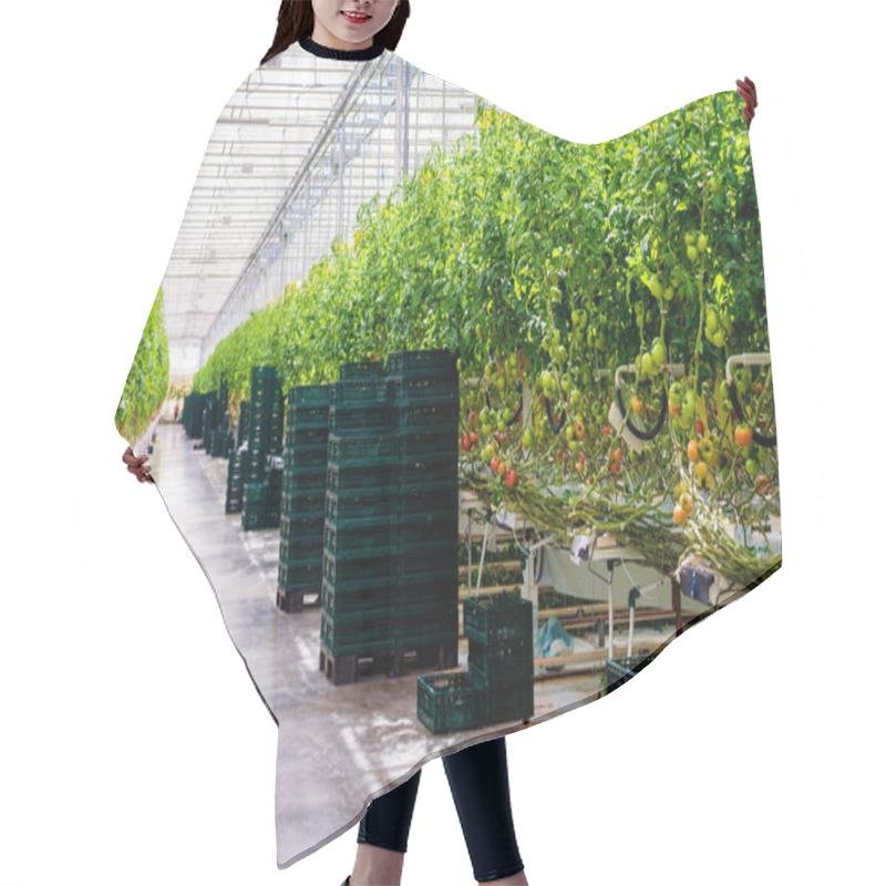 Personality  Modern Greenhouse With Tomato Plants. Agricultural Background. Hair Cutting Cape