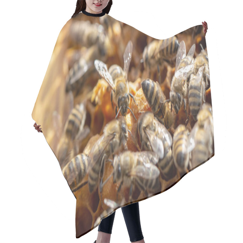 Personality  Bees Are Working In An Open Hive, Which Serves A Beekeeper Hair Cutting Cape