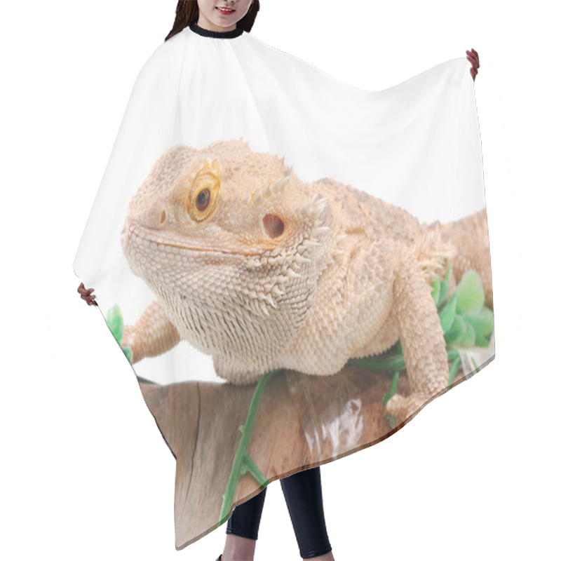 Personality  Australian Dragon Lizard Hair Cutting Cape