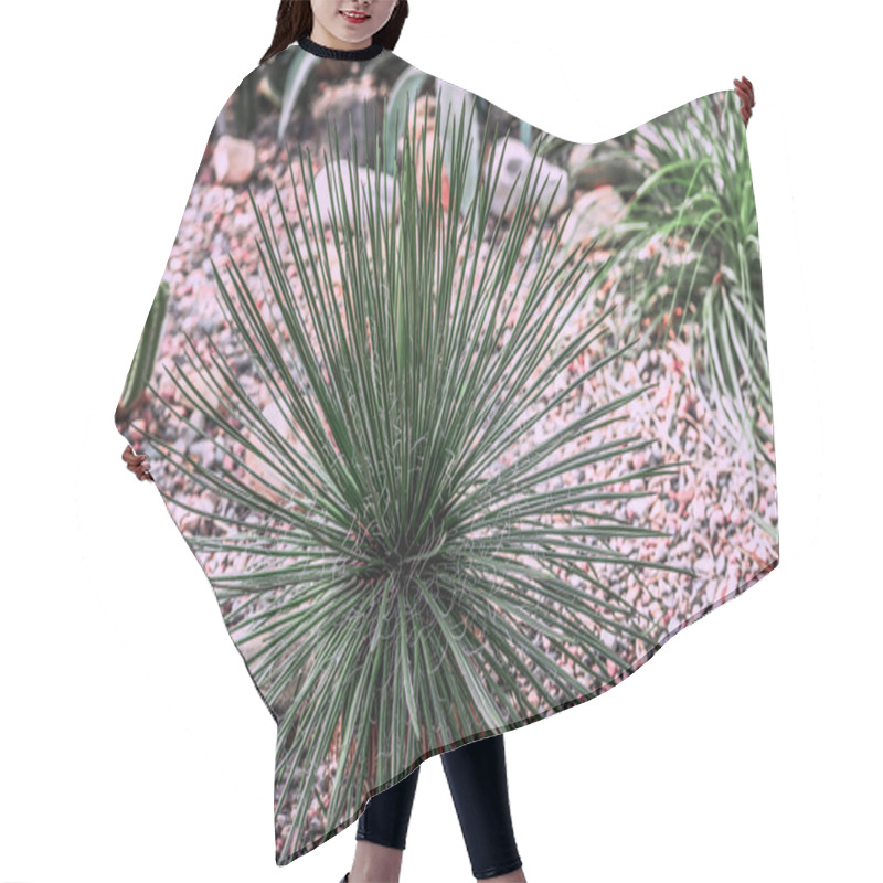 Personality  Lush Succulent On Stony Ground. Natural Background Hair Cutting Cape