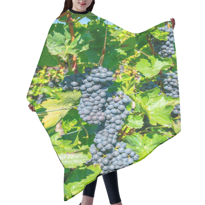 Personality  Big Bunche Of Red Wine Grapes In Sunny Weather On The Vineyard. Summer Harvest For Nature Background. Hair Cutting Cape