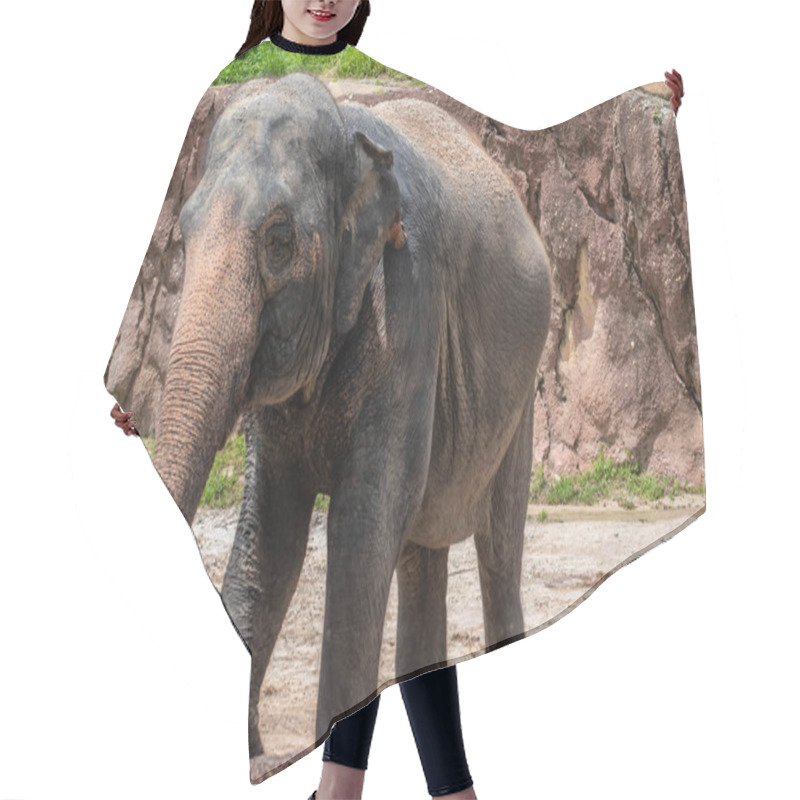 Personality  Tampa Bay, Florida. August 08. 2019. Nice Elephant In Safari Area 3 Hair Cutting Cape