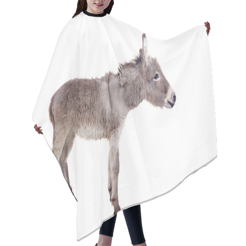 Personality  Donkey On White Hair Cutting Cape