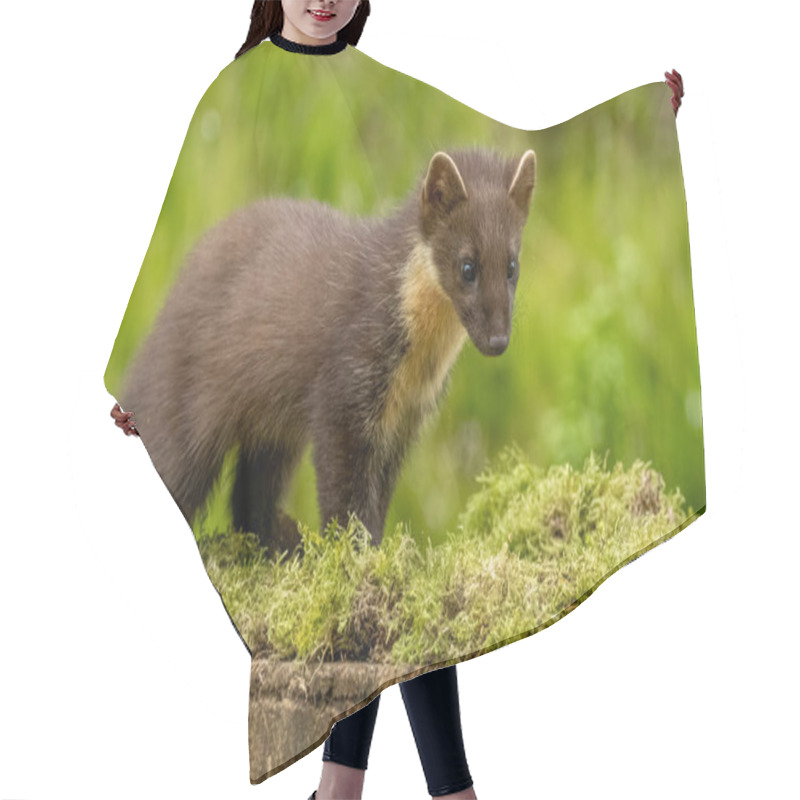 Personality  Young Pine Marten Kitt Exploring The Woodland Hair Cutting Cape