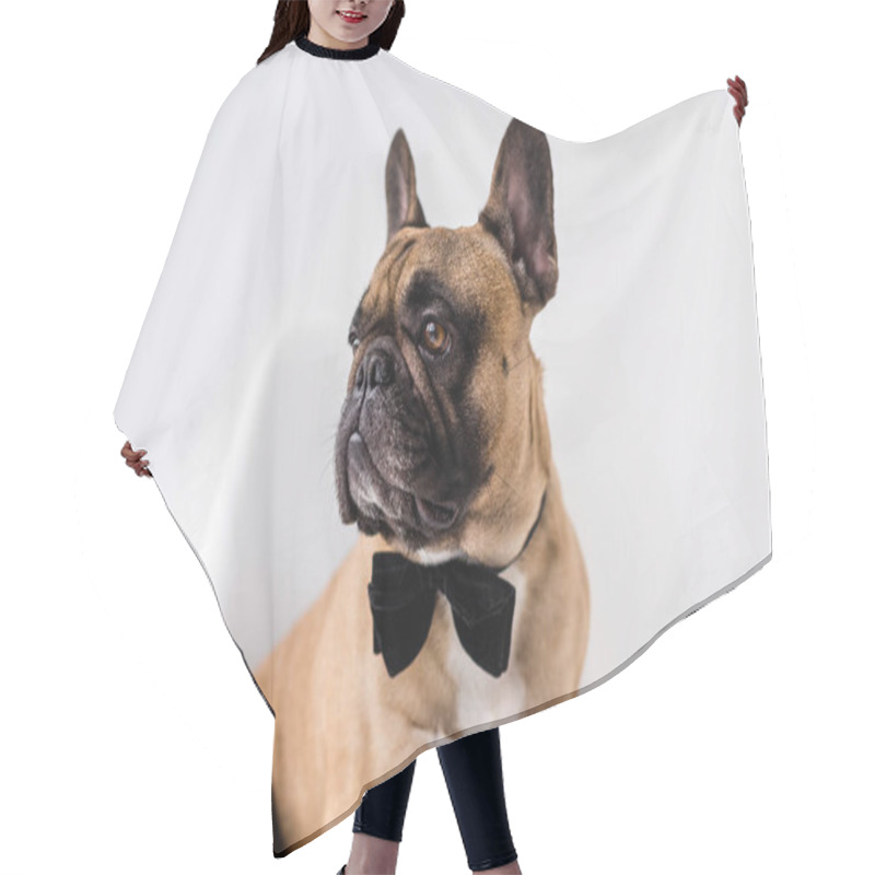 Personality  French Bulldog   Hair Cutting Cape