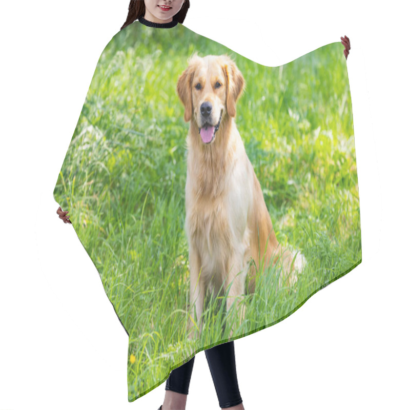 Personality  Portrait From Beautiful Golden Retriever On Summer Day Surround Green Grass Hair Cutting Cape