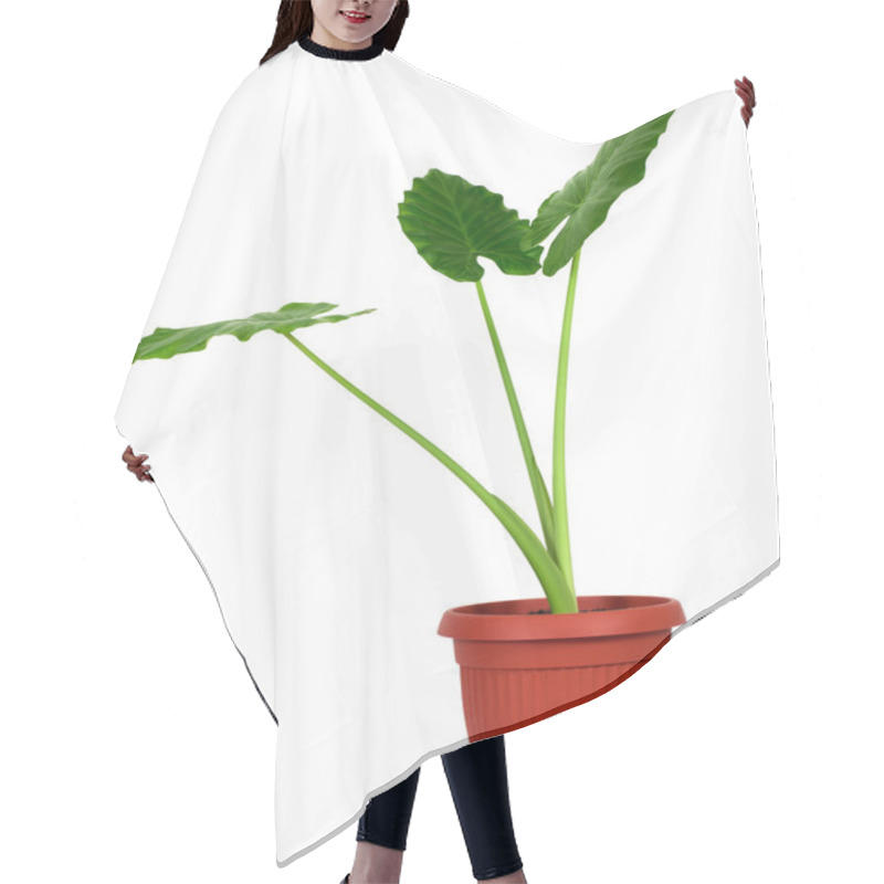 Personality  Alocasia Machrorhiza Hair Cutting Cape