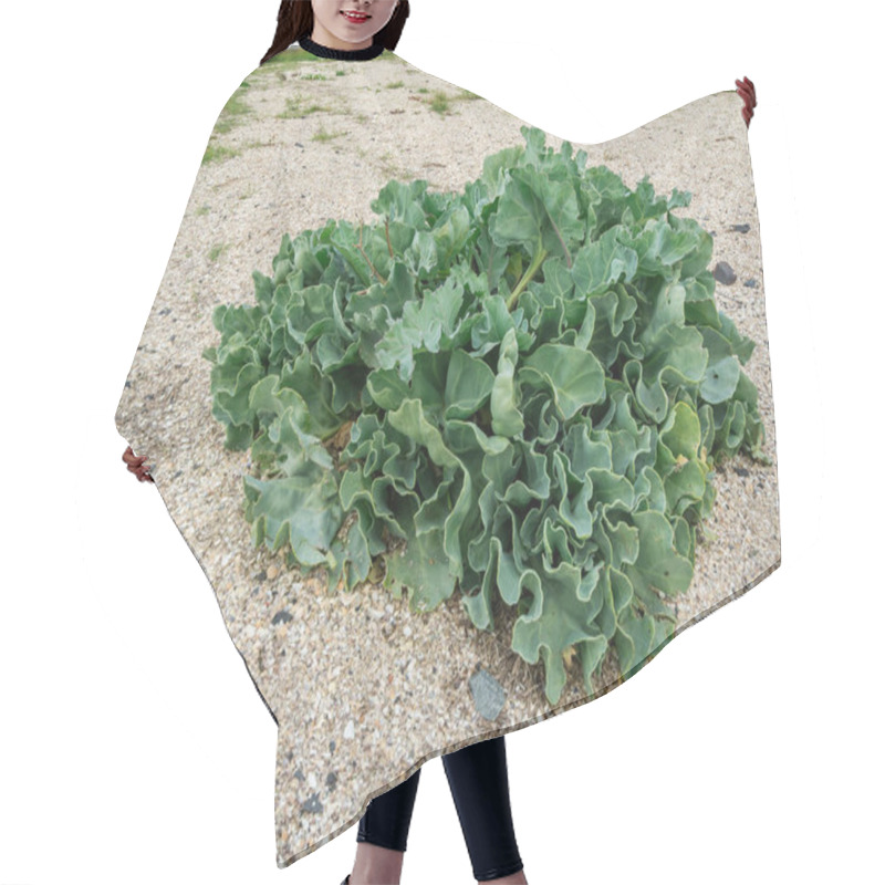 Personality  Close-up Close-up Of A Real Sea Kale Plant (lat: Crambe Maritima) On The German North Sea Beach In Autumn 2020. Hair Cutting Cape