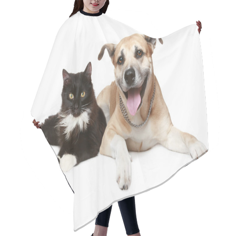 Personality  Close-up Portrait Of A Cat And Dog Hair Cutting Cape