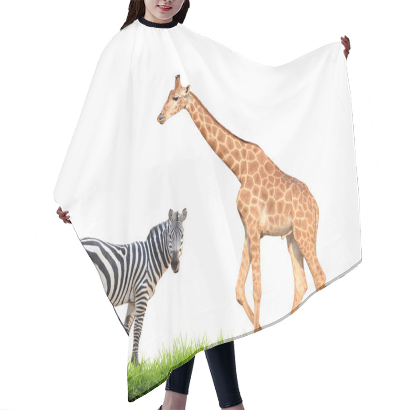 Personality  Zebra Giraffe With Green Grass Isolated Hair Cutting Cape