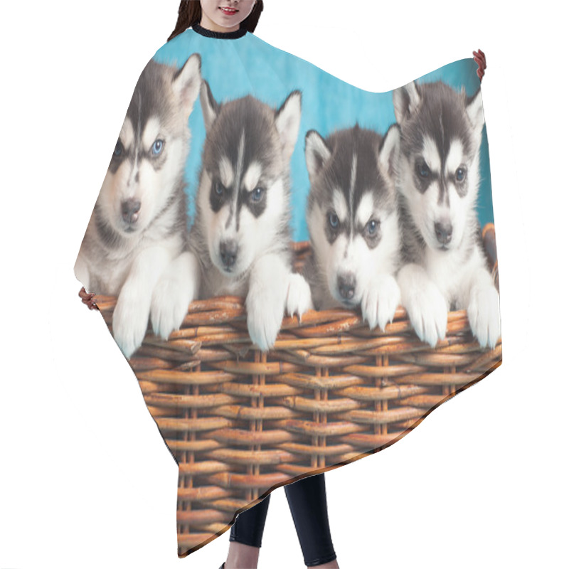 Personality  Four Puppies Husky Hair Cutting Cape