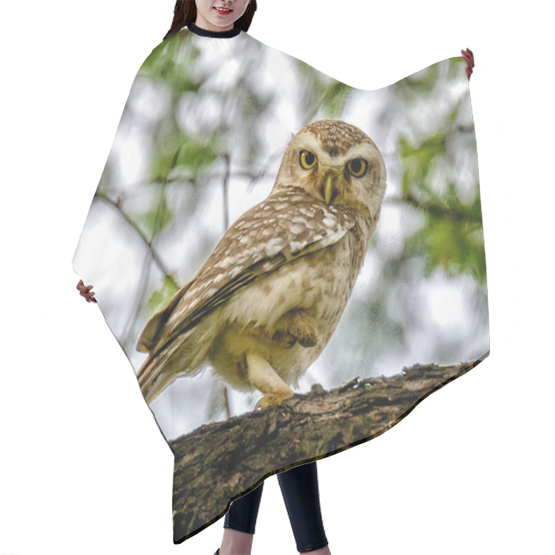 Personality  Little Owl On A Log Hair Cutting Cape