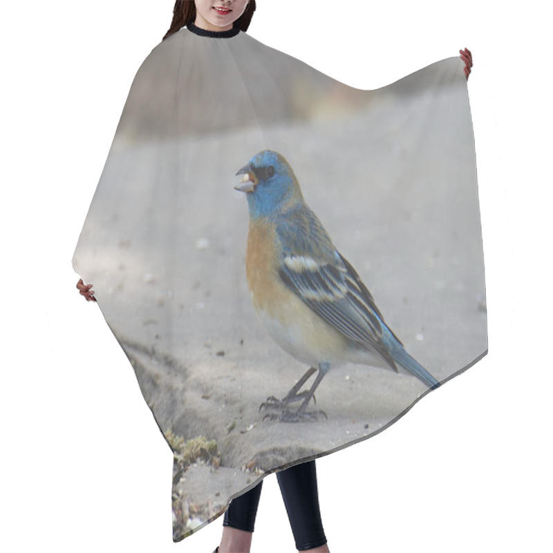 Personality  Lazuli Bunting (male, Summer) (passerina Amoena) Hair Cutting Cape