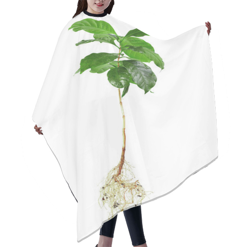 Personality  Whole Coffee Arabica Plant With Leaves, Stem And Roots Isolated On White Hair Cutting Cape