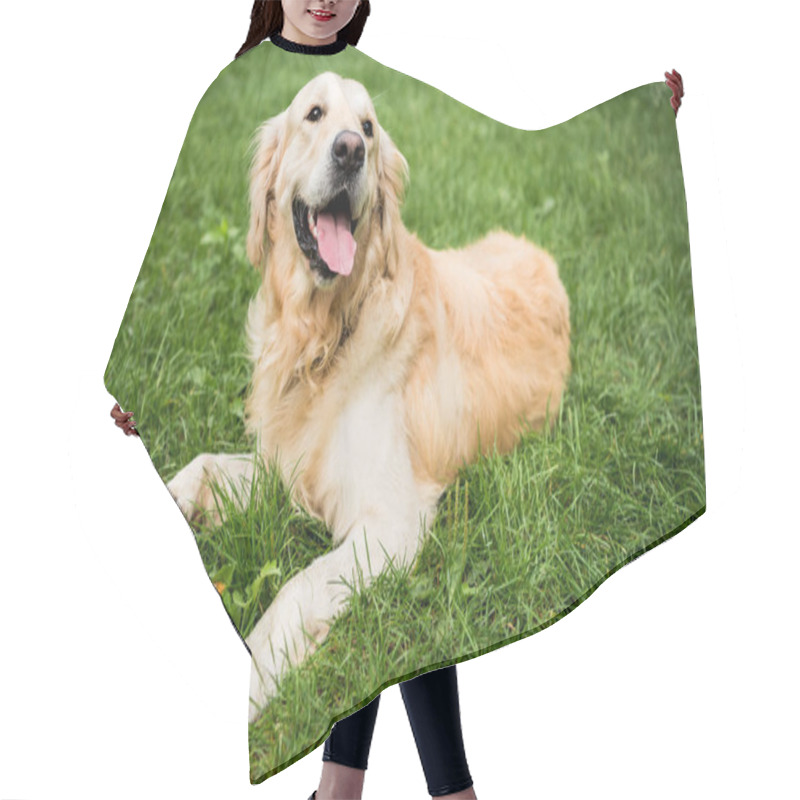 Personality  Adorable Golden Retriever Dog Lying On Green Lawn In Park Hair Cutting Cape