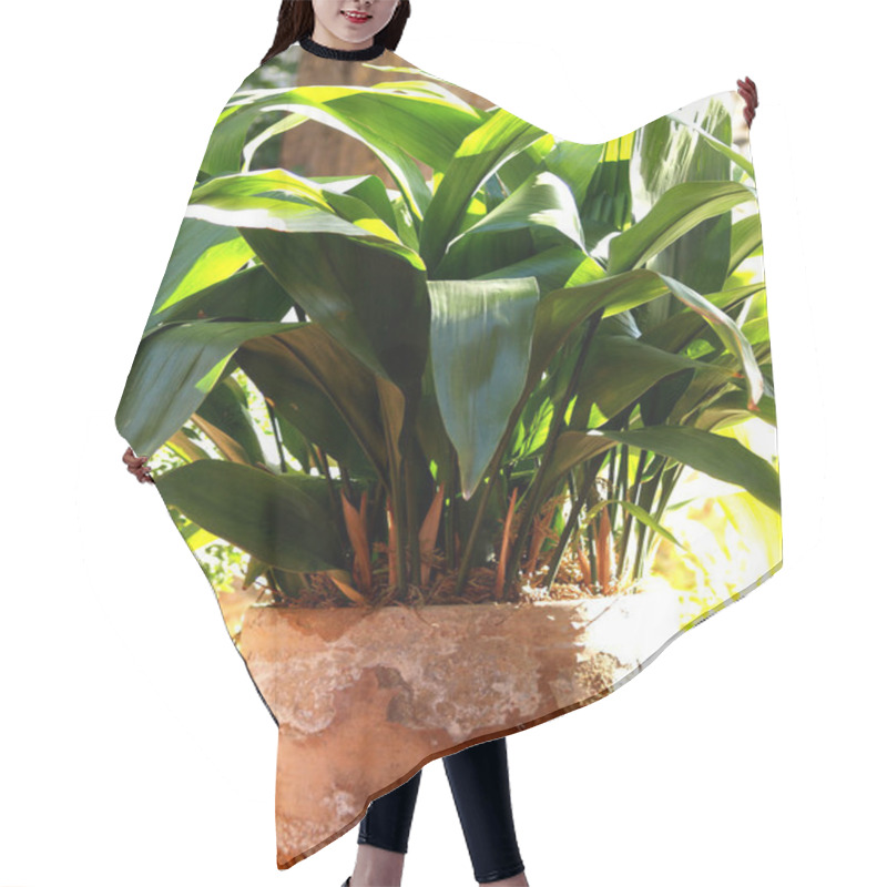 Personality  Aspidistra Elatior, The Cast-iron-plant Or Bar-room Plant, Hair Cutting Cape